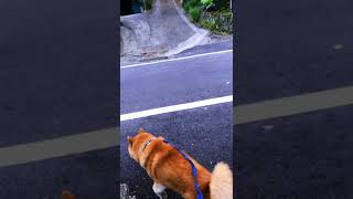 田舎の犬に交通安全を教える