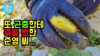 또 곤충에 죽을 뻔한 준영 씨... /옆집 할머니 기일 날 정신희롱/뽀너스 똥보미와 흥민이(Country Story of City Couple EP.551)