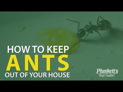How do I protect my gingerbread house from ants?