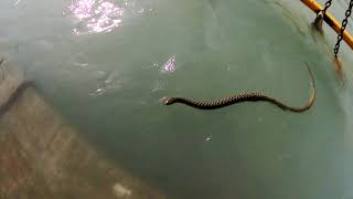 Haridwar | king cobra snake | Ganga Har ki Pauri per Dikha snake | गंगा में दिखा सांप | हर हर महादेव