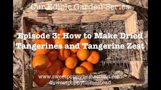 TANGERINE HARVEST \u0026 HOW TO MAKE DRIED TANGERINES \u0026 DEHYDRATED TANGERINE ZEST