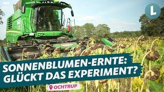Wir rechnen nach: Kann die Sonnenblume mit Mais mithalten? | WDR Lokalzeit Land.Schafft.