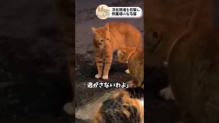 浮気現場を目撃する本命彼女のネコちゃん