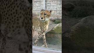 歩くちぃたん【猫のような猛獣チーター 206章】#多摩動物公園#shorts #チーター#cheetah