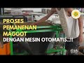 Panen Praktis Maggot Dengan Mesin Ayakan