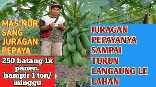 PROSES PEMETIKAN PEPAYA CALIFORNIA~JURAGAN PEPAYA TURUN LANGSUNG  (@kangdulpetanimultitalent )