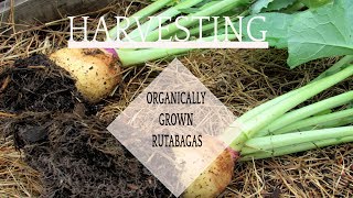 HARVESTING ORGANICALLY GROWN RUTABAGAS