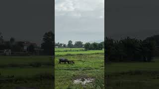 Two Buffaloes 🦬 in The Field