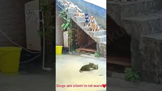 Dogs are silent in rat wars❤️ #shorts #cutebaby #trending #viralshorts #cute #dog #cat #animals