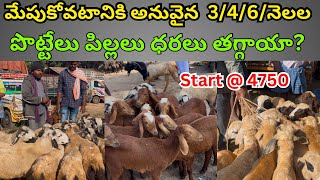 4-5-6- నెలల పొట్టేలు పిల్లలు 🐐🐑🐏||