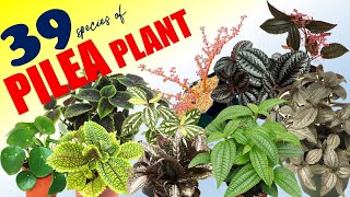 39 PILEA PLANT VARIETIES | HERB STORIES