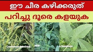 Amaranthus spinosus - mullan cheera മുള്ളൻചീര