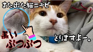 猫ニキビがひどいので温めて除去します！