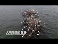 大埔海濱的白鷺