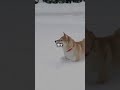 子犬が初めて雪に触れる瞬間をキャッチしました！❄️ 思わず笑顔がこぼれる可愛すぎる瞬間が満載です。 子犬 雪 可愛い動物 犬動画 癒し animals dog snow