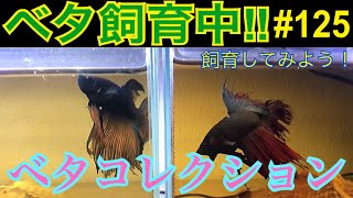 【ベタ】飼育中‼︎#125 ベタコレクション2018