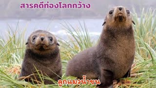 สารคดี ลูกแมวน้ำขน #ท่องโลกกว้าง