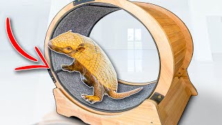 I Bought My Armadillo A Giant Exercise Wheel!