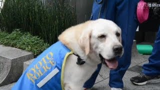 京都・祇園祭に警察犬出動