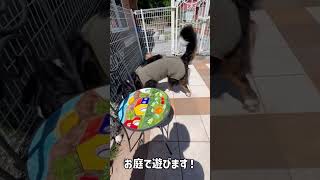 荒れ狂う大型犬がこちら#バーニーズマウンテンドッグ#犬#動物#shorts