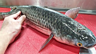 제철돌아와 기름끼 꽉찬 숭어 (밀치) 회뜨기  gray mullet sashimi