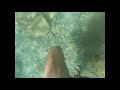 swimming near italian village fiascherino. experience video