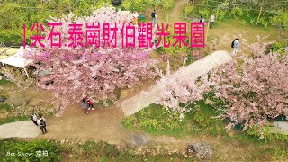 尖石泰崗 財伯觀光果園|三月雪!櫻花盛開中!|最後賞櫻機會!| 2021-0311拍攝 |島嶼的蒼穹空拍235|泰崗部落| 4K空拍 Bee Show 2021 TAIWAN