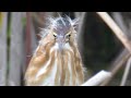 least bittern 8 26 2023 hd