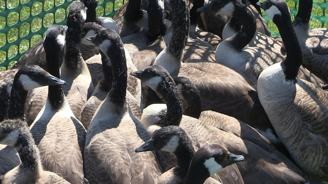 Canada Geese Banding - YouTube