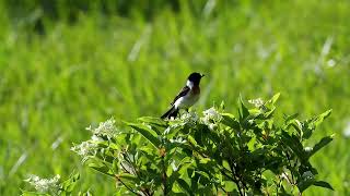 【野鳥】ノビタキ　八島ヶ原湿原　Siberian Stonechat　OMDS OM-1 4K【birdwatching】