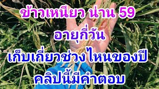 ข้าวเหนียว น่าน 59 อายุกี่วัน เก็บเกี่ยวช่วงไหนของปี คลิปนี้มีคำตอบ