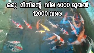 Big Koi carp in kerala│6000 മുതൽ 12000 വരെ വില വരുന്ന കോയ് കാർപ്പുകൾ│ EXPLOREAL