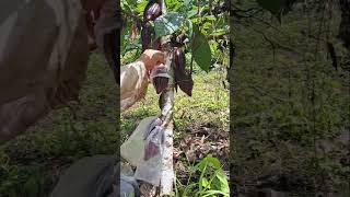 Bagging a cacao pods #baggingofcacao