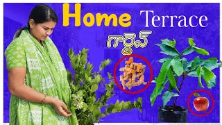 టెర్రస్ పైన వెరైటీ పళ్ళ చెట్లు|| Home Terrace Garden Tour #plants #homegarden