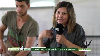 ŞAROLE KOYUN IRKININ ÖZELLİKLERİ VE BAKIMI | KÜÇÜKBAŞ SAATİ