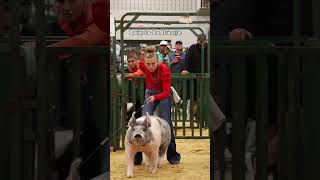 Karis' Best Accessory is her confidence! 7 Point Outfit livestock addition #livestockshow #showpigs