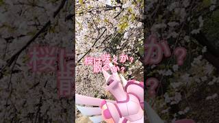 【ポケGO】GOバトルリーグで世界最速2万勝！花見してたら勝てたわ！#花見#桜#ポケモンGO#ポケGO#PokémonGO#パルキア桜モード