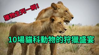 10場貓科動物的狩獵盛宴，獵物生死一瞬#动物大战 #野生动物  #动物世界  #狮子#战斗  #非洲 #鬣狗 #捕食瞬间#nature #animals #wildlife