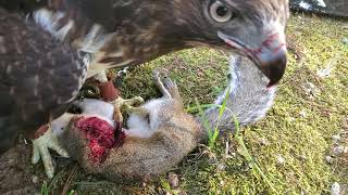 Red Tailed Hawk eating Squirrel