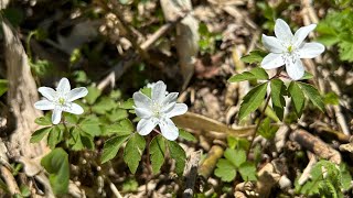 佐幌岳 2023年5月31日 （北海道百名山） 4K