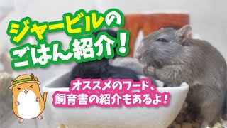 【ジャービル】飼育方法(フード編)ジャービルの好きなもの大集合🤤