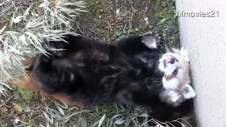 仰向けで赤ちゃんに乗っかるココ~Red Panda Baby and mam