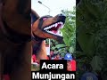 Acara Adat Masyarakat Indramayu... part 2