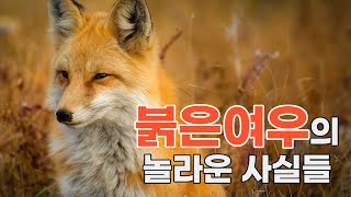 붉은여우의 놀라운 사실들 | 붉은여우의 모든 것 | 사람들이 좋아하는 동물 | 교육영상 | 야생애니멀 | RED FOX