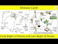 difference between early blight and late blight of potato