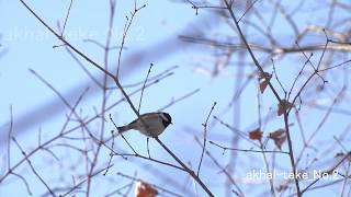 ヒガラ　鳴き声