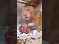 funny hamster face 🤣