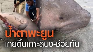 ชาวบ้านช่วยพะยูนเกยตื้น-น้ำตารื้น | TNN ข่าวเย็น | 18-10-63