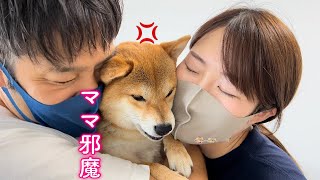 パパとのラブラブを邪魔されて激怒する柴犬が可愛い