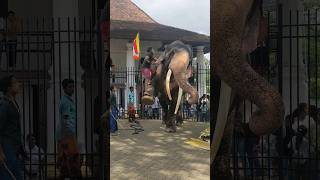 I'm KING ❤️ SINHA RAJA #elephant #sinharaja #short #viral